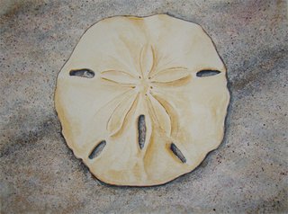 Sand Dollar
